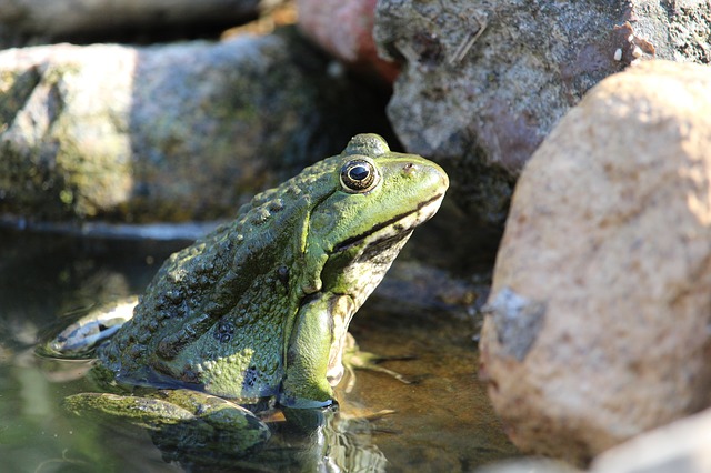 vodní žába